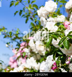 Rosa und weiße Kletterrosen vor einem Himmel Hintergrund Nahaufnahme. Sommer blüht an einem sonnigen Tag. Stockfoto