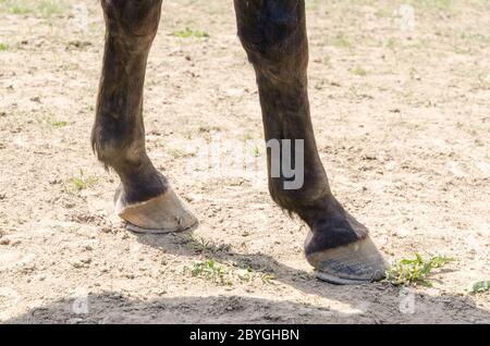 Nahaufnahme von Hufen eines Hauspferdes (Equus ferus caballus) auf einem Fahrerlager in Rheinland-Pfalz, Deutschland, Westeuropa Stockfoto