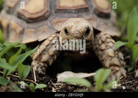 Afrikanische Schuppenschildkröte (Geochelone sulcata) - Makro Stockfoto