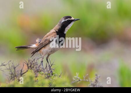 Capped Wheatear (Oenanthe pileata), Seitenansicht eines Erwachsenen auf einem Busch, Western Cape, Südafrika Stockfoto