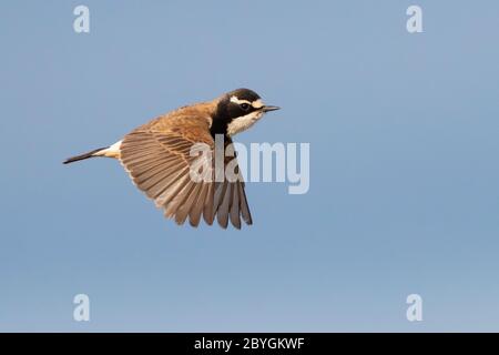 Capised Wheatear (Oenanthe pileata), Seitenansicht eines Erwachsenen im Flug, Westkap, Südafrika Stockfoto