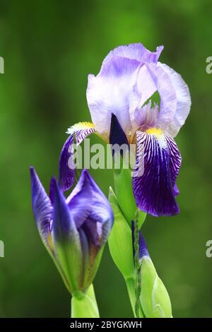 Iris Blume in der Natur mit grünem Hintergrund Stockfoto