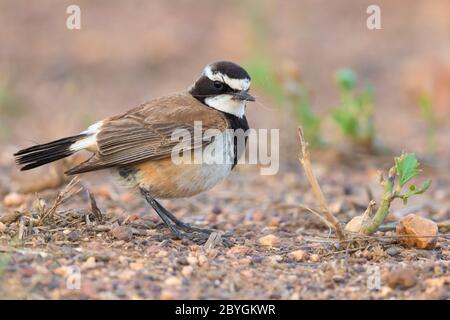 Kapped Wheatear (Oenanthe pileata), Seitenansicht eines Erwachsenen, der auf dem Boden steht, Westkap, Südafrika Stockfoto