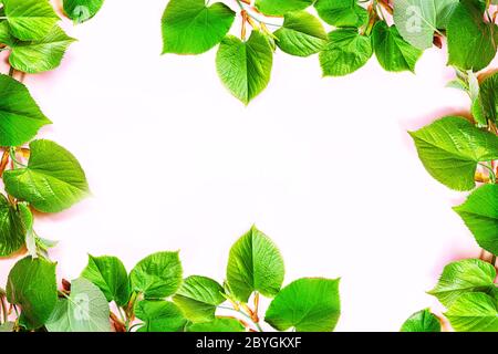 Natürliche Hintergrund für Hautpflegeprodukte, natürliche Kosmetik. Flach legen Bild auf pastellrosa Hintergrund mit Frühling organischen grünen Blatt. Hausgemachte und Beauty-Produkt-Konzept. Stockfoto