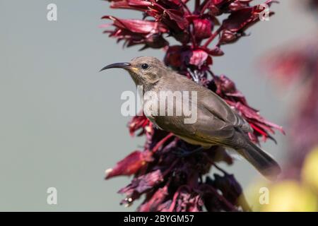 Südliche Doppelhalsvogel (Cinnyris chalybeus), Seitenansicht eines auf einigen Blumen thronenden Jungens, Westkap, Südafrika Stockfoto