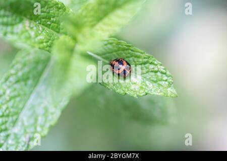 Puppung eines Marienkäfer auf einem Minzblatt im Frühjahr. Makroaufnahme eines lebenden Insekts. Serienbild 9 von 9 Stockfoto