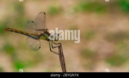 Dragonfly detailliertes Nahaufnahme Foto. Schöne sitzende Libelle auf grünlich-braunem Hintergrund. Stockfoto