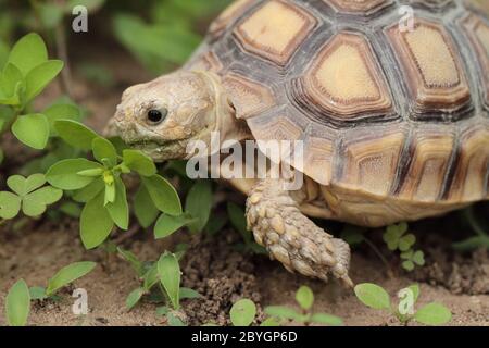 Afrikanische Schuppenschildkröte (Geochelone sulcata) - Makro Stockfoto