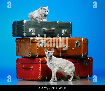 Zwei Katzen Stockfoto