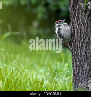 Ein Jugendlicher Großspecht, Dendrocopos major, der sich an einem Baumstamm festhält Stockfoto