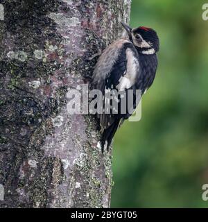 Ein Jugendlicher Großspecht, Dendrocopos major, der sich an einem Baumstamm festhält Stockfoto