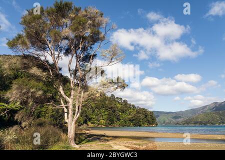 Umungata Bay, Queen Charlotte Track, South Island, Neuseeland Stockfoto