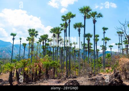 Hohe Palmen. Sommerstimmung, balinesische Natur. Bali, Indonesien, Stockfoto
