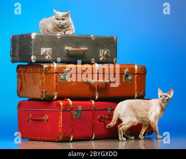 Zwei Katzen Stockfoto