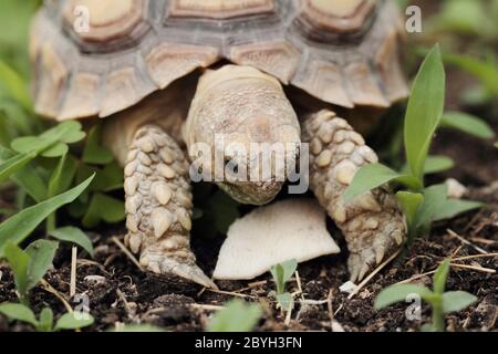 Afrikanische Schuppenschildkröte (Geochelone sulcata) - Makro Stockfoto