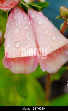 Rosa Fuchshandschuh Blumen, digitalis purpurea, dalmatinischer Pfirsich im englischen Garten, norfolk, england Stockfoto