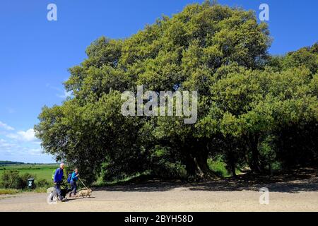 holm Eichen, holkham Strand, Nord norfolk, england Stockfoto