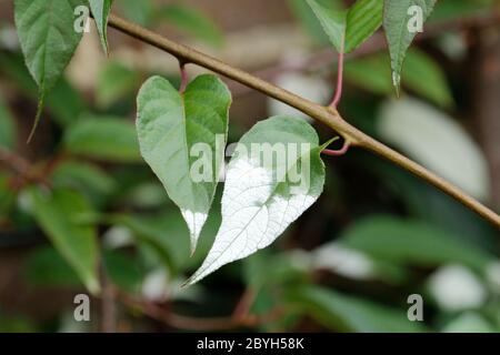 Weiße Blätter Actinidia tetradera var. maloides. Rosige Krabben-Apfel-Kiwi. Ist als Actinidia pilosula bekannt Stockfoto