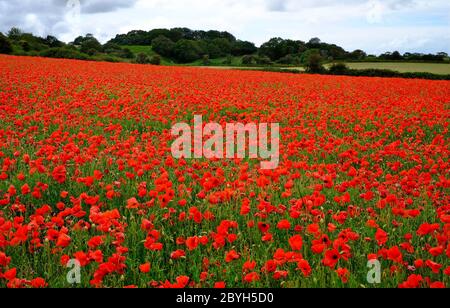 Rote Mohnblumen in Feld, salthouse, Nord norfolk, england Stockfoto