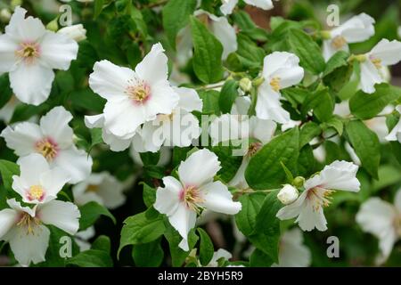 Philadelphus „Belle Etoile“. Orangefarbene, weiße Blüten Stockfoto