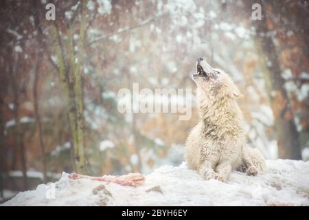 Heulender arktischer Wolf mit Knochen, der auf verschneitem Boden im Zoo Brno liegt. Auch bekannt als der weiße Wolf oder Polarwolf. Stockfoto