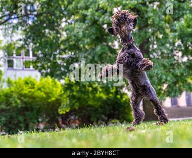 Hund fängt einen Kiefernzapfen in der Luft Stockfoto