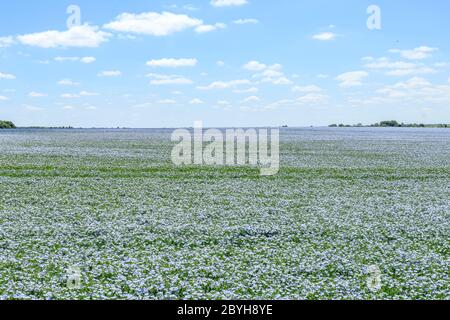 Frankreich, Cher, Berry, Brecy, Flachs oder Leinsamen (Linum usitatissimum) im Juni // Frankreich, Cher (18), Berry, Brécy, Champ de lin (Linum usitatissimum) Stockfoto