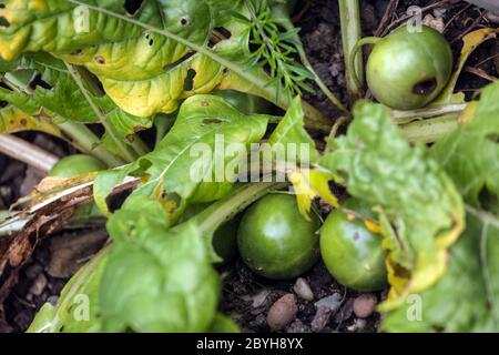 Mandragora officinarum Mandrake, verblassende Pflanze und fruchtende Samen Stockfoto