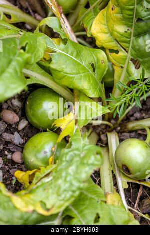 Mandragora officinarum Mandrake, verblassende Pflanze und reifende Früchte Stockfoto