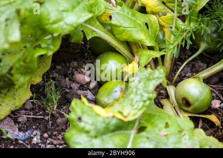 Mandragora officinarum Mandrake Frucht, verblassende Pflanze und reifende Früchte Stockfoto