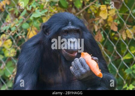 Ein Bonobo isst Obst. Ein gefährdeter Großaffe und eine der beiden Arten, die die Gattung Pan bilden. Lange Beine, rosa Lippen, dunkles Gesicht. Stockfoto