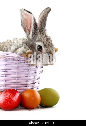 Flauschige graue Kaninchen im Korb mit Ostereiern isoliert auf weiss Stockfoto