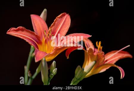 Die Blüten der Taglilie braun-gelb Stockfoto
