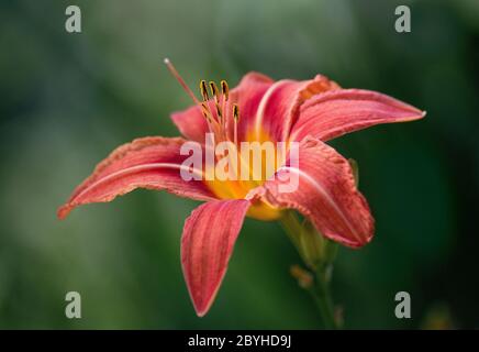 Die Blüten der Taglilie braun-gelb Stockfoto