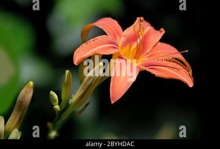 Die Blüten der Taglilie braun-gelb Stockfoto