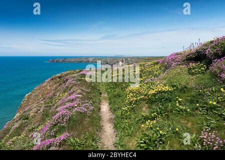 Nierenkraut Anthyllis velneraria und Meeresgedieh Armeria maritima wächst auf dem Küstenpfad bei Bedruthan Steps in Carnewas in Cornwall. Stockfoto