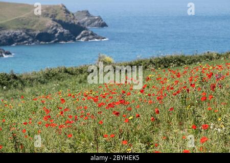 Der spektakuläre Anblick der gemeinen Mohnblumen Papaver Rhodosschen wachsen in einem Feld mit Blick auf das Meer als Teil des Acker Fields Project auf Pentire Point We Stockfoto