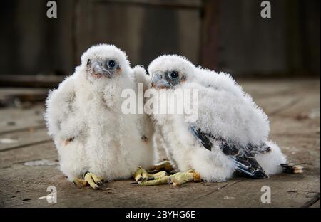 Zwei Falkenfalken-Küken (Falco peregrinus) nach dem Klingeln, Heinsberg, Nordrhein-Westfalen, Deutschland Stockfoto