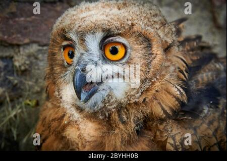 Porträt einer juvenilen eurasischen Adlereule (Bubo bubo), Heinsberg, Nordrhein-Westfalen, Deutschland Stockfoto