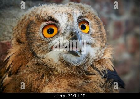 Porträt einer juvenilen eurasischen Adlereule (Bubo bubo), Heinsberg, Nordrhein-Westfalen, Deutschland Stockfoto