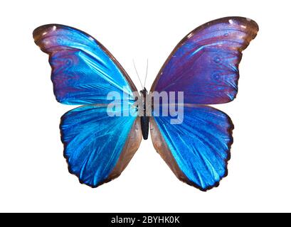 Schmetterling Morpho Didius Stockfoto