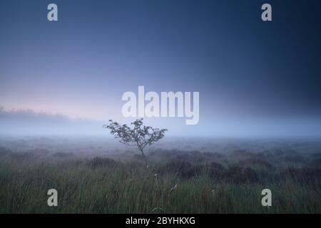 Einsamer Baum auf Sumpf in nebliger Dämmerung Stockfoto