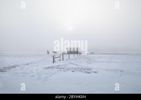 Pferde auf der winterverschneiten Weide in nebligen Morgen Stockfoto