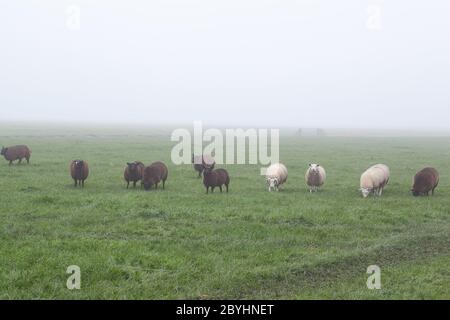 Wenige weiße und braune Schafe auf nebliger Weide Stockfoto