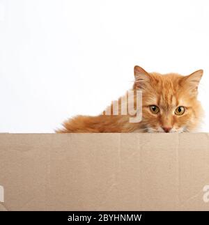 Erwachsene Ingwer flauschige Katze späht aus hinter einem braunen Karton, Platz für eine Inschrift, weißer Hintergrund Stockfoto