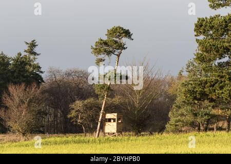 Holzjagdbox versteckt im Wald - der ideale Ort Lichtbedingungen für die Jagd, Wildbeobachtung oder Fotografie Stockfoto