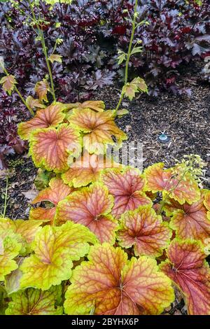 Korallenglocken Heuchera „Black Tafetta“ Heuchera „Delta Dawn“ Heucheras Stockfoto