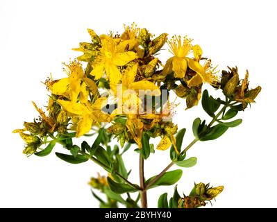 Gelbe, Frühsommerblüten der britischen Wildblume Hypericum perforatum, perforieren Johanniskraut, ein pflanzliches Heilmittel auf weißem Hintergrund Stockfoto