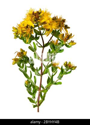 Gelbe, Frühsommerblüten der britischen Wildblume Hypericum perforatum, perforieren Johanniskraut, ein pflanzliches Heilmittel auf weißem Hintergrund Stockfoto