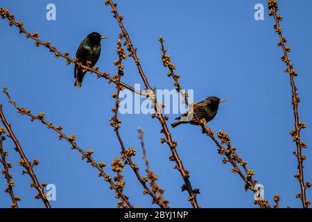 Zwei Stare, die auf einem Kirschbaum in der Sonne saßen, Dorset, Großbritannien Stockfoto